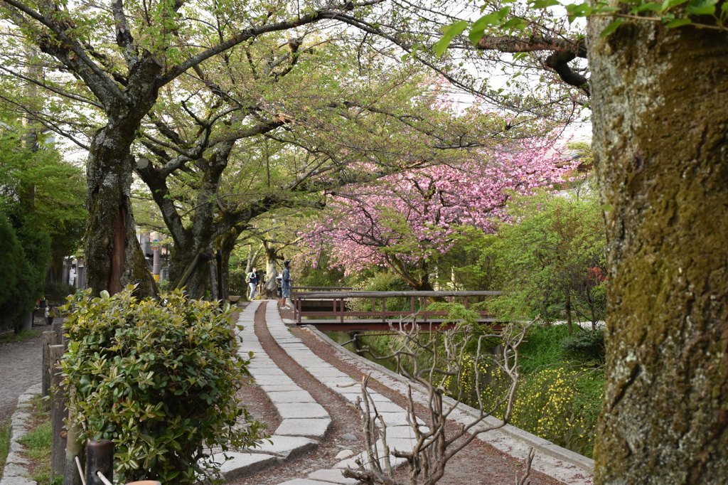 八重桜に見ほれる