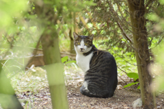 植物園の猫さん