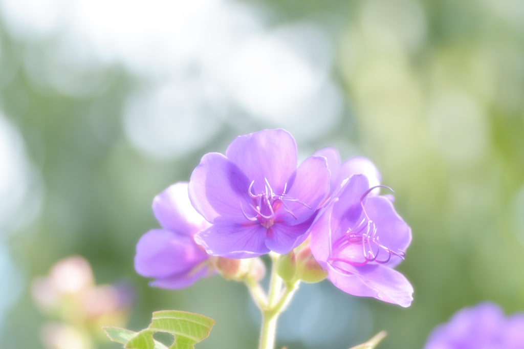 スパイダーフラワー