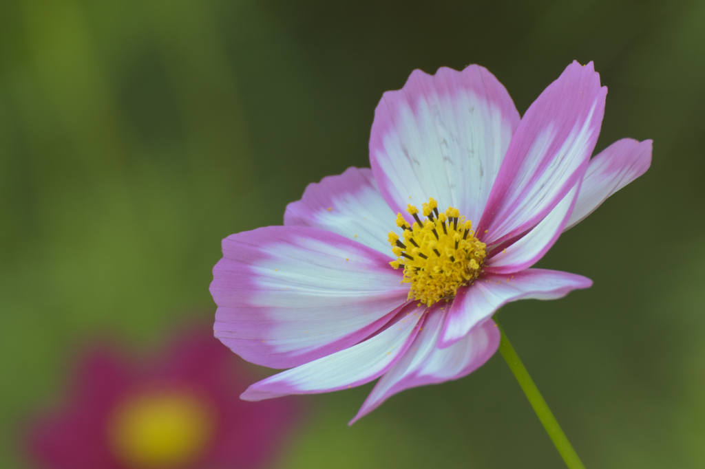 花弁