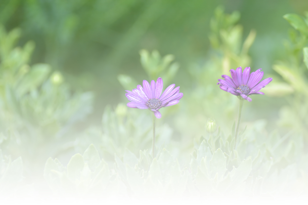 真夏の花壇