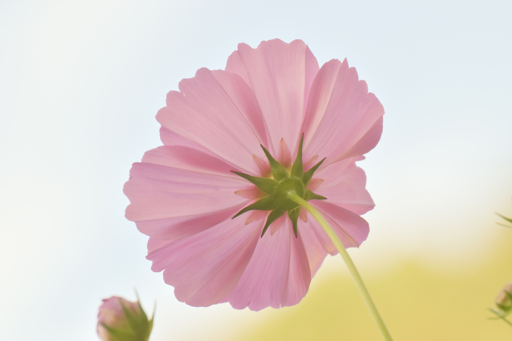 秋桜