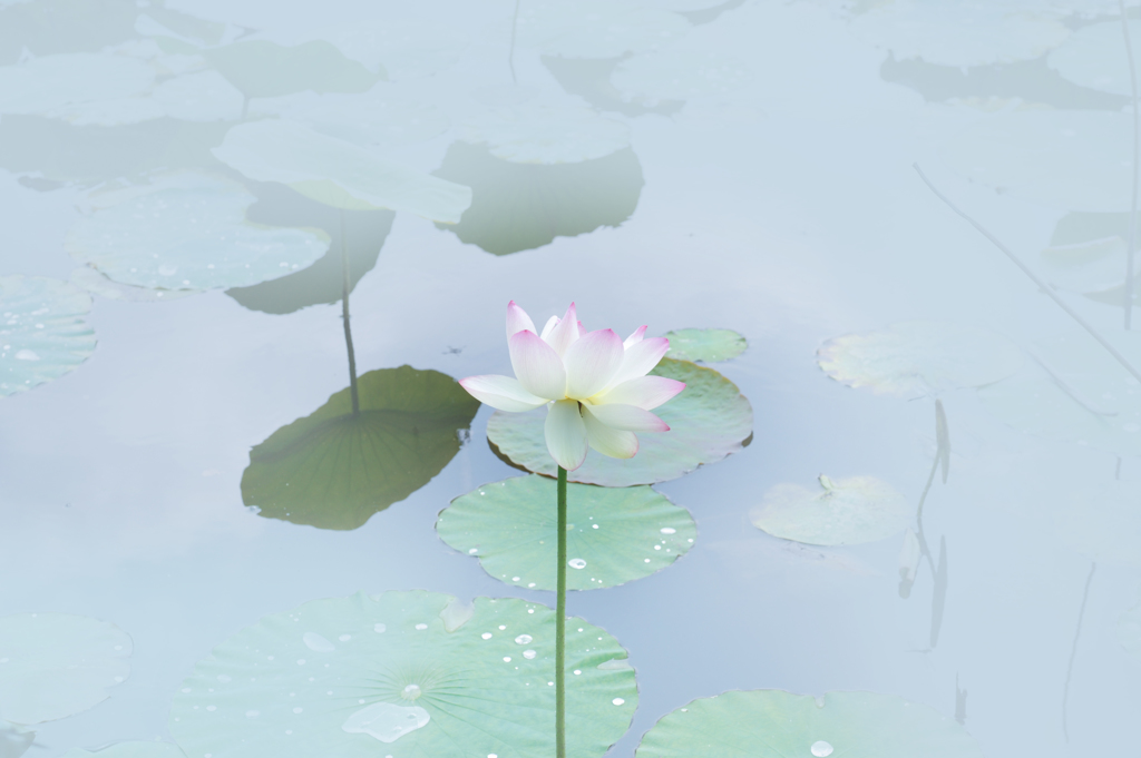 植物園