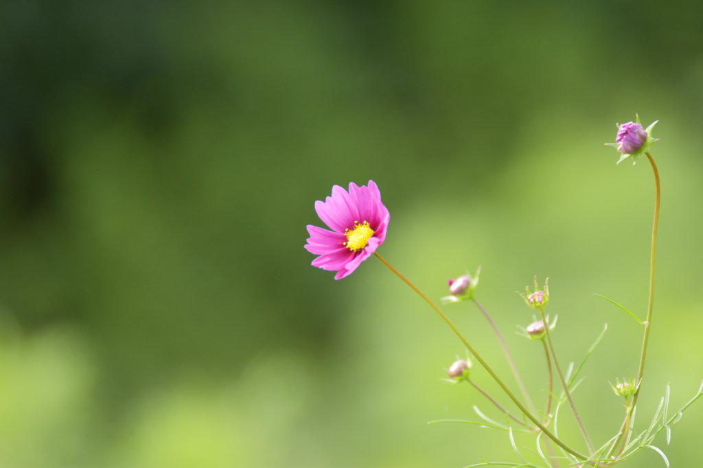 花の丘