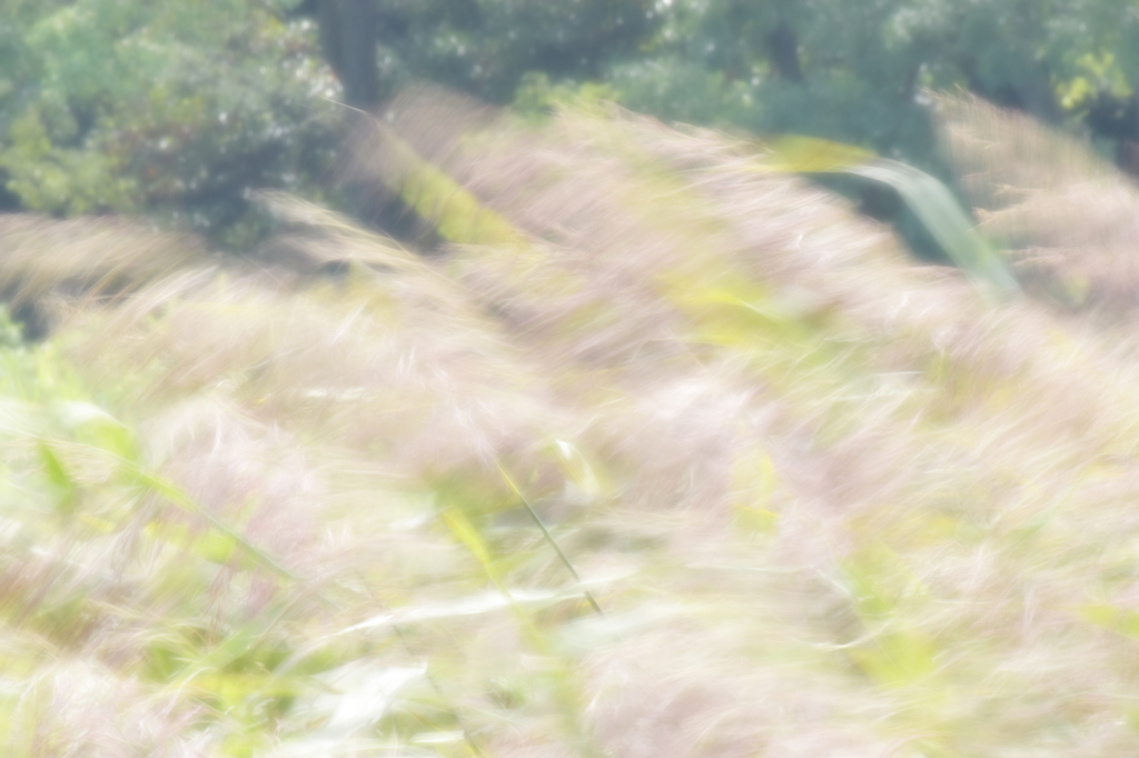 秋の風
