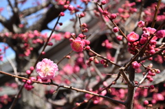 大阪天満宮の梅の花