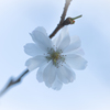十月桜