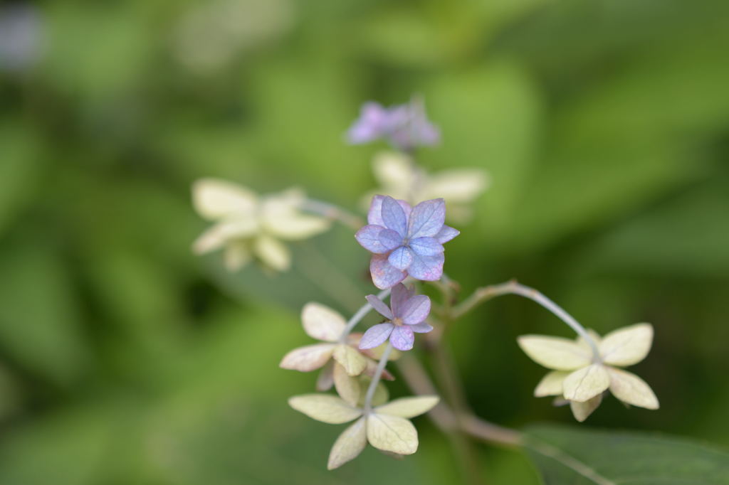 七段花