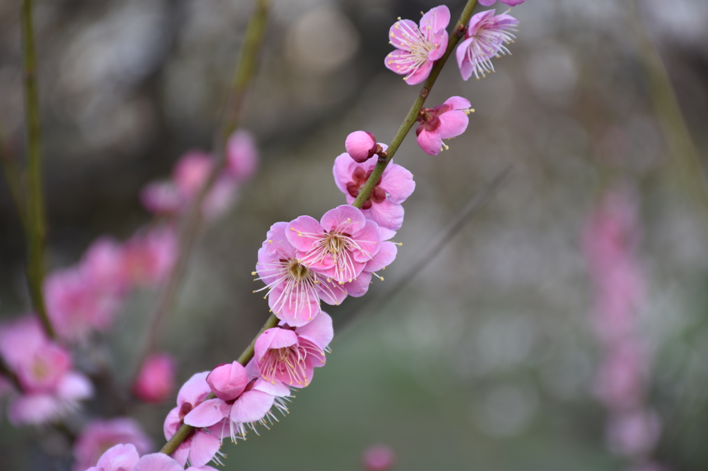 大阪城梅林の梅の花