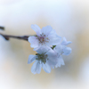 十月桜