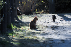 吉香公園