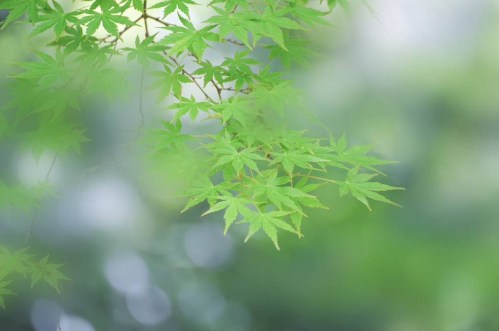 長谷寺