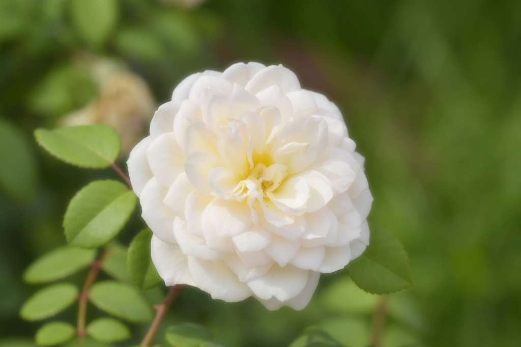 白い薔薇さん
