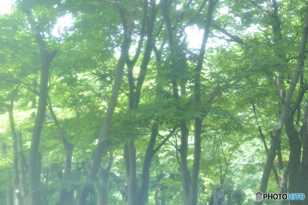 森の中