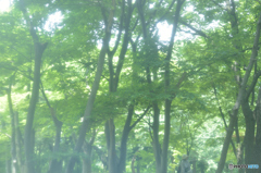 森の中