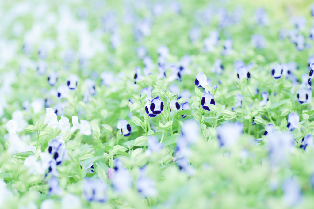 花壇の日陰