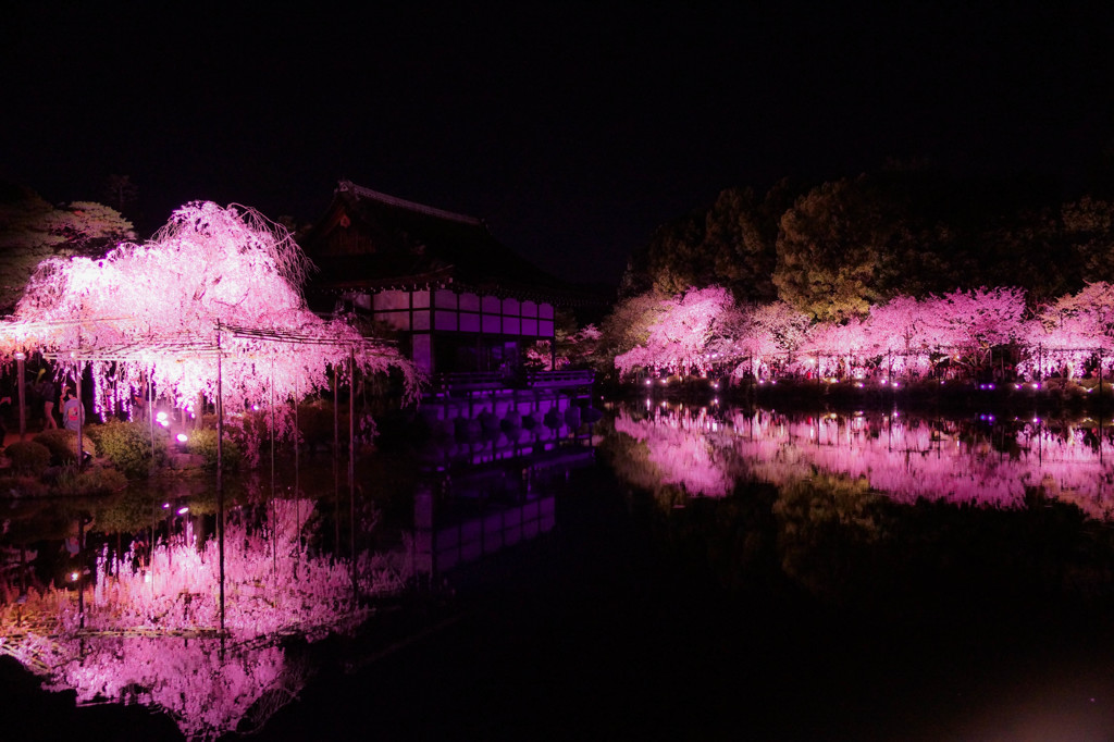 紅しだれ平安神宮 