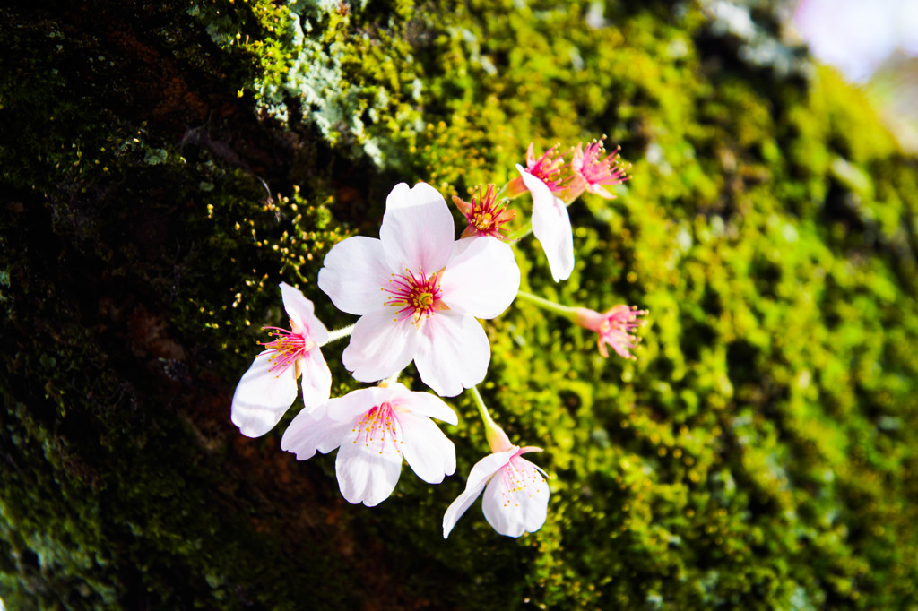 幹の上の桜