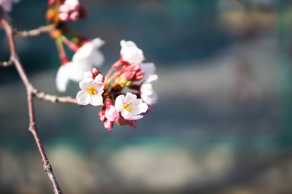 桜