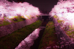 山崎川夜桜