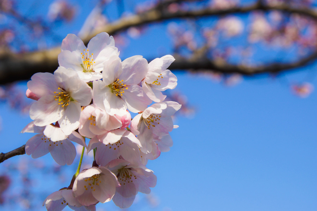 桜×青空