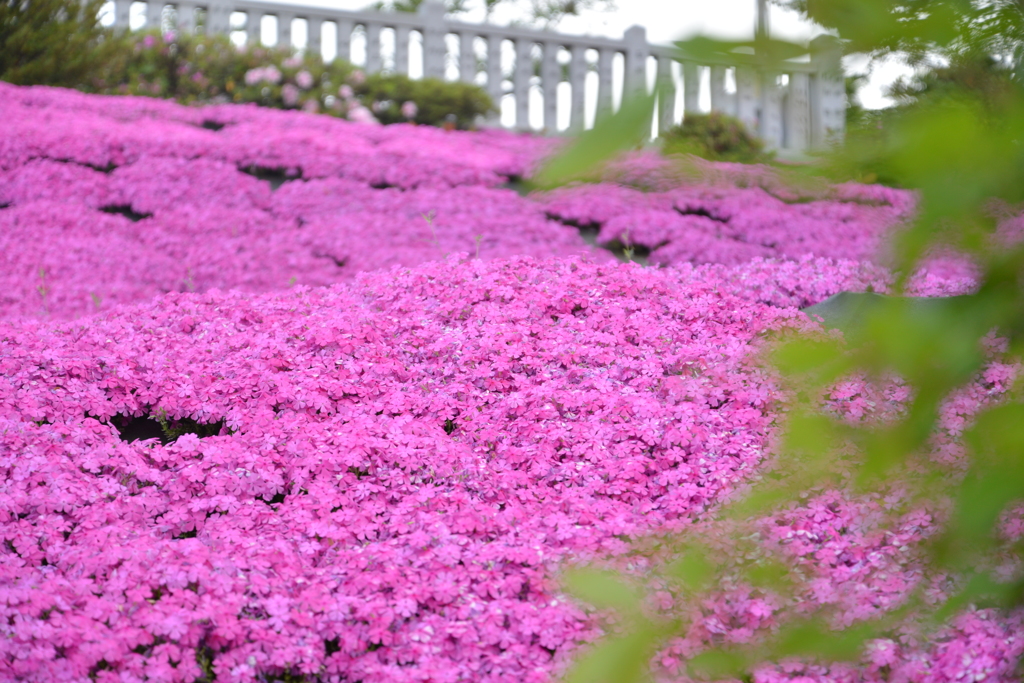 芝桜