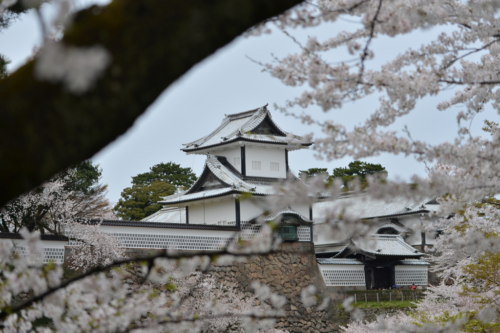 金沢　桜