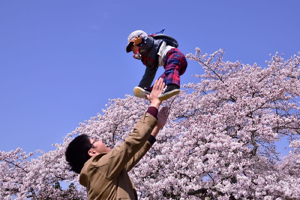 桜満開！嬉しいな