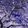 夜桜１０