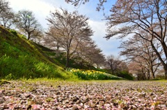 散り際の桜風景