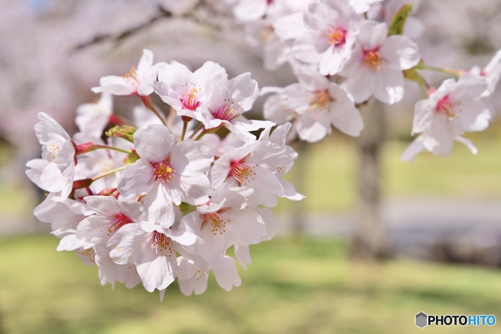 桜