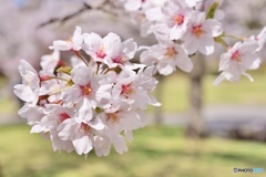 桜