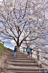 まだまだ桜満喫中