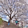 まだまだ桜満喫中