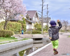 彼岸桜と子どもたち