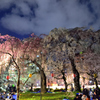 夜桜２