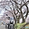 近所も咲いてきました2