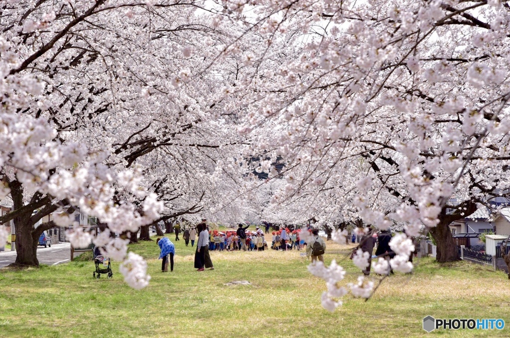 満開の桜