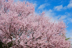 彼岸桜が満開