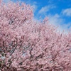 彼岸桜が満開