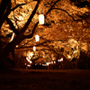夜桜１３
