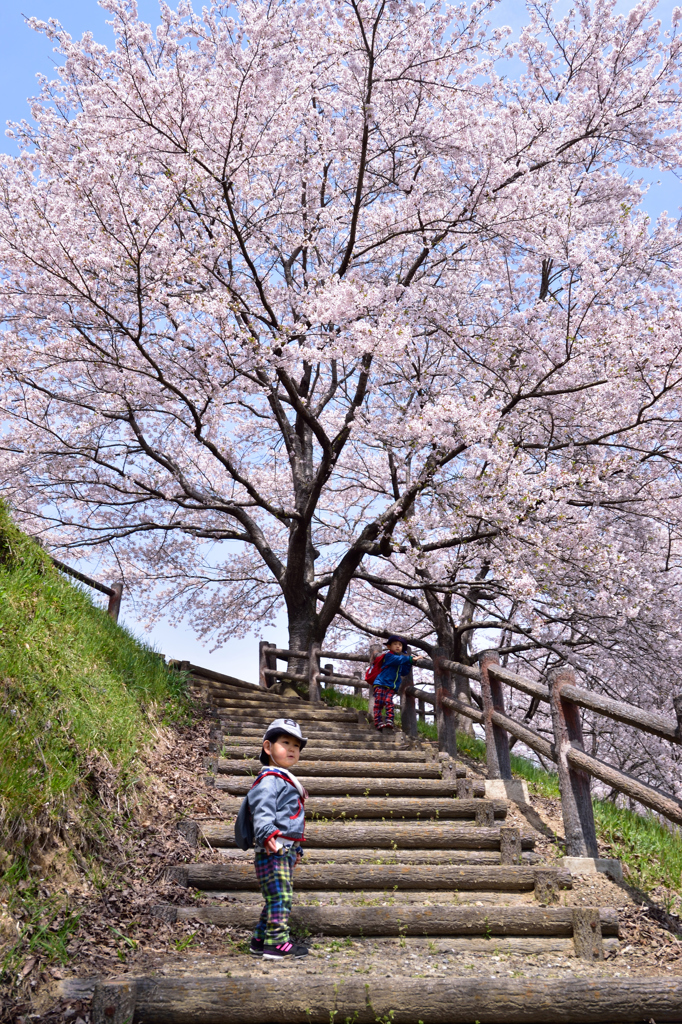 満開の桜