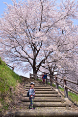 満開の桜