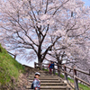 満開の桜