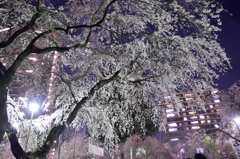 夜桜４