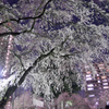 夜桜４