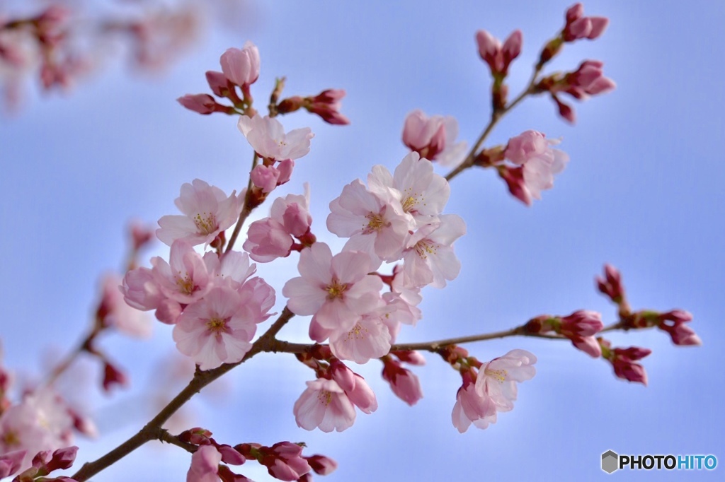 彼岸桜が咲き始めました