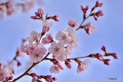 彼岸桜が咲き始めました