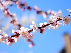 梅が咲いた ようやく咲いた