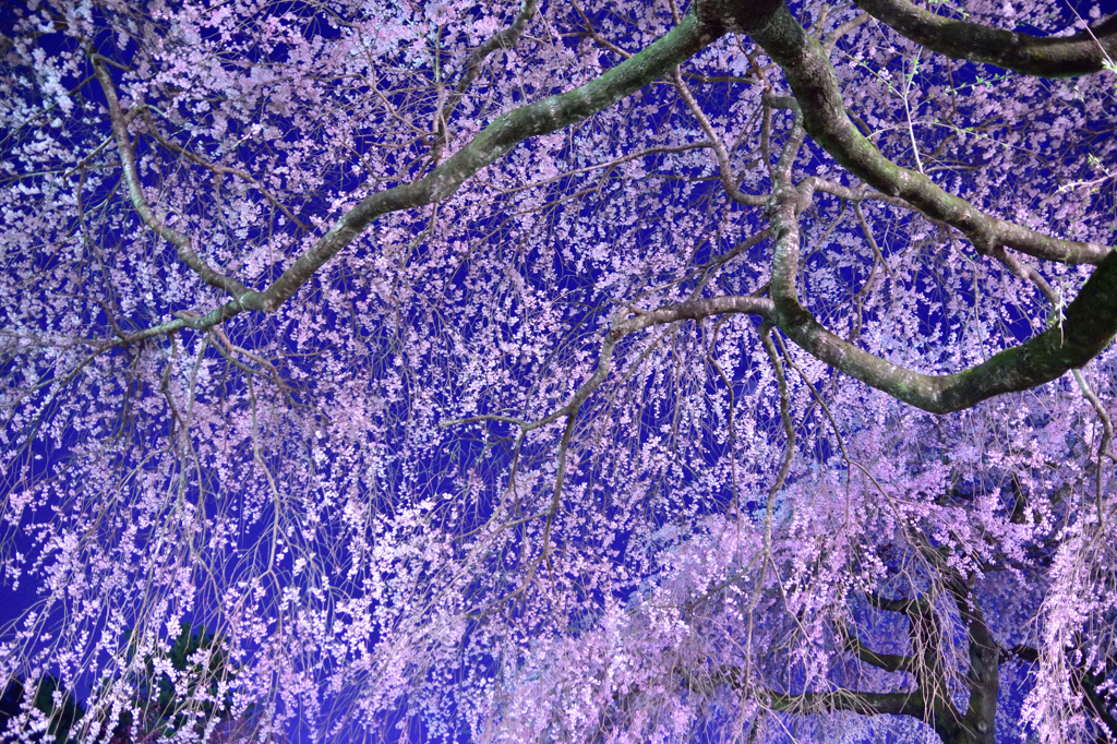 夜桜９